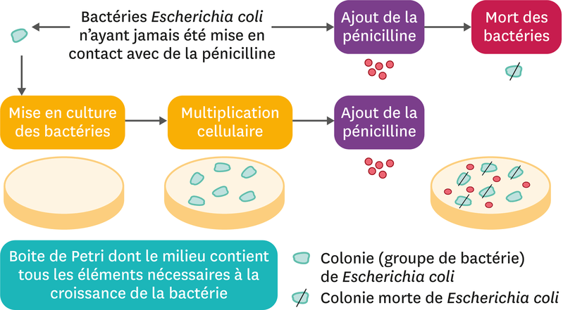 Une Exp Rience Historique Sur Les Mutations S Entra Ner