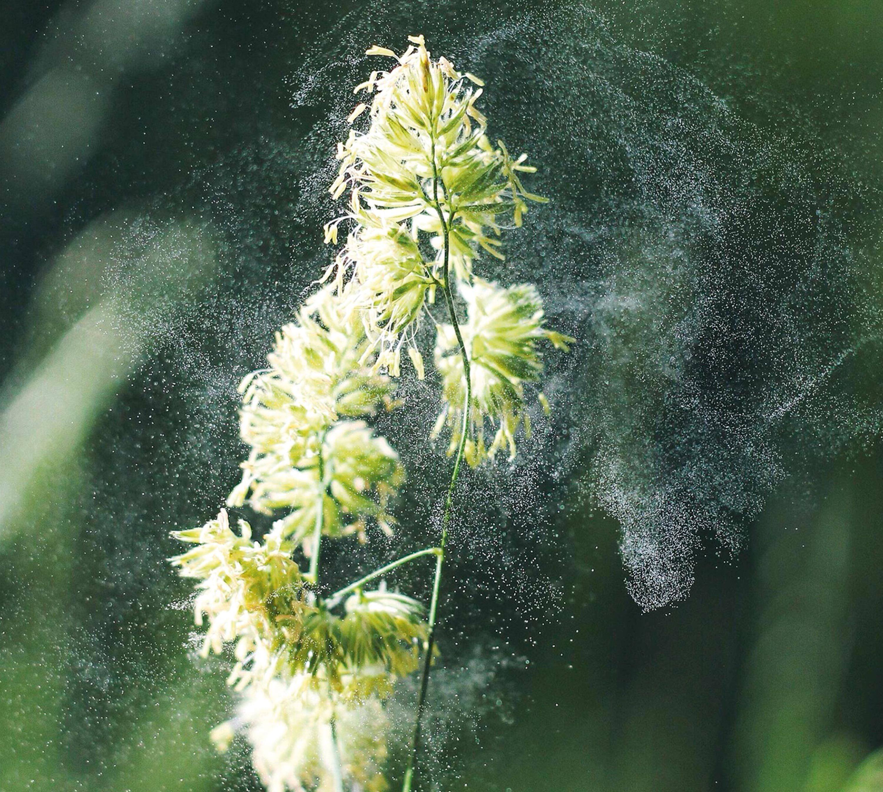 Dispersion Du Pollen Par Le Vent