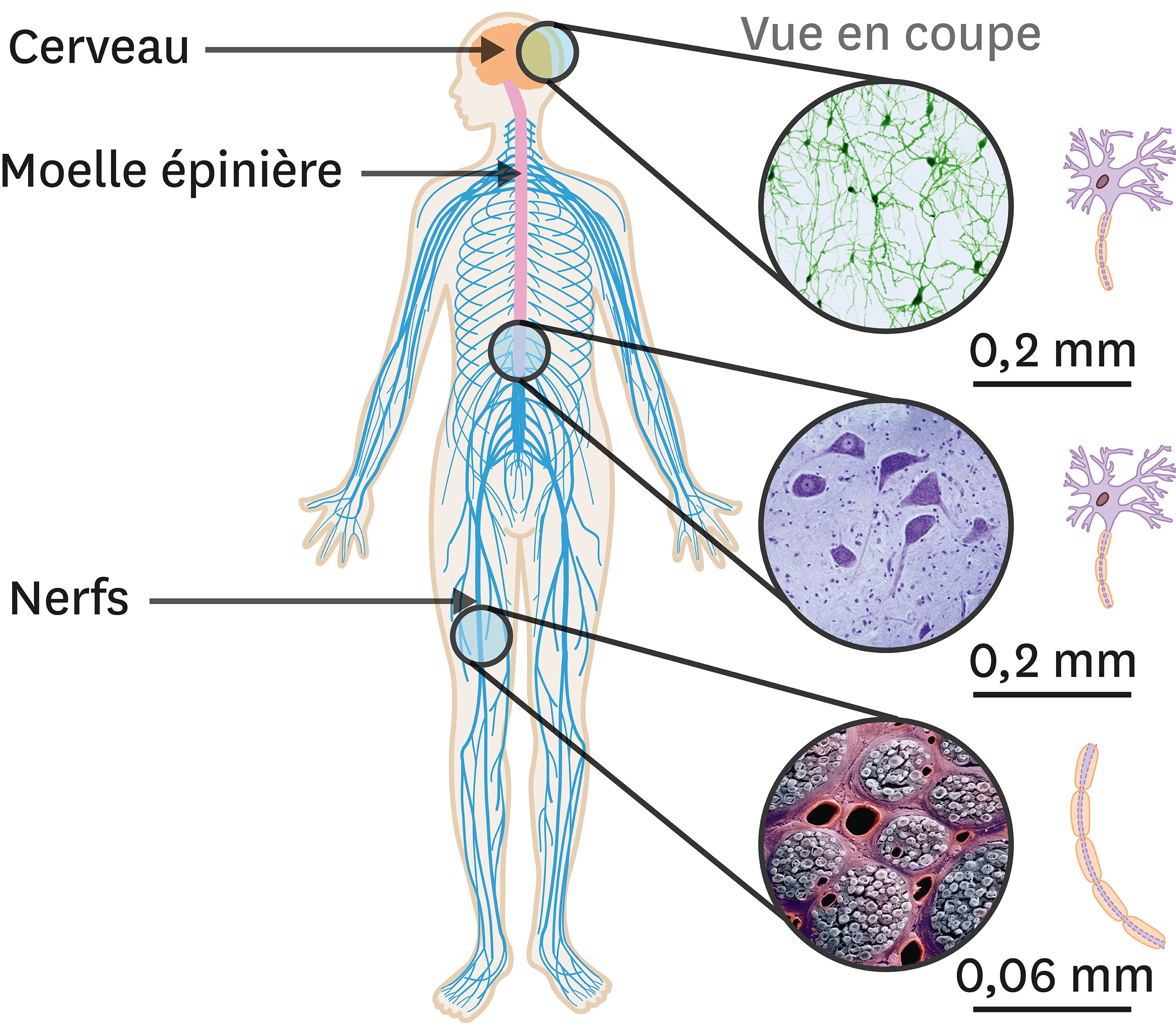 Les Cellules Nerveuses Dans Lorganisme 10032 Hot Sex Picture 