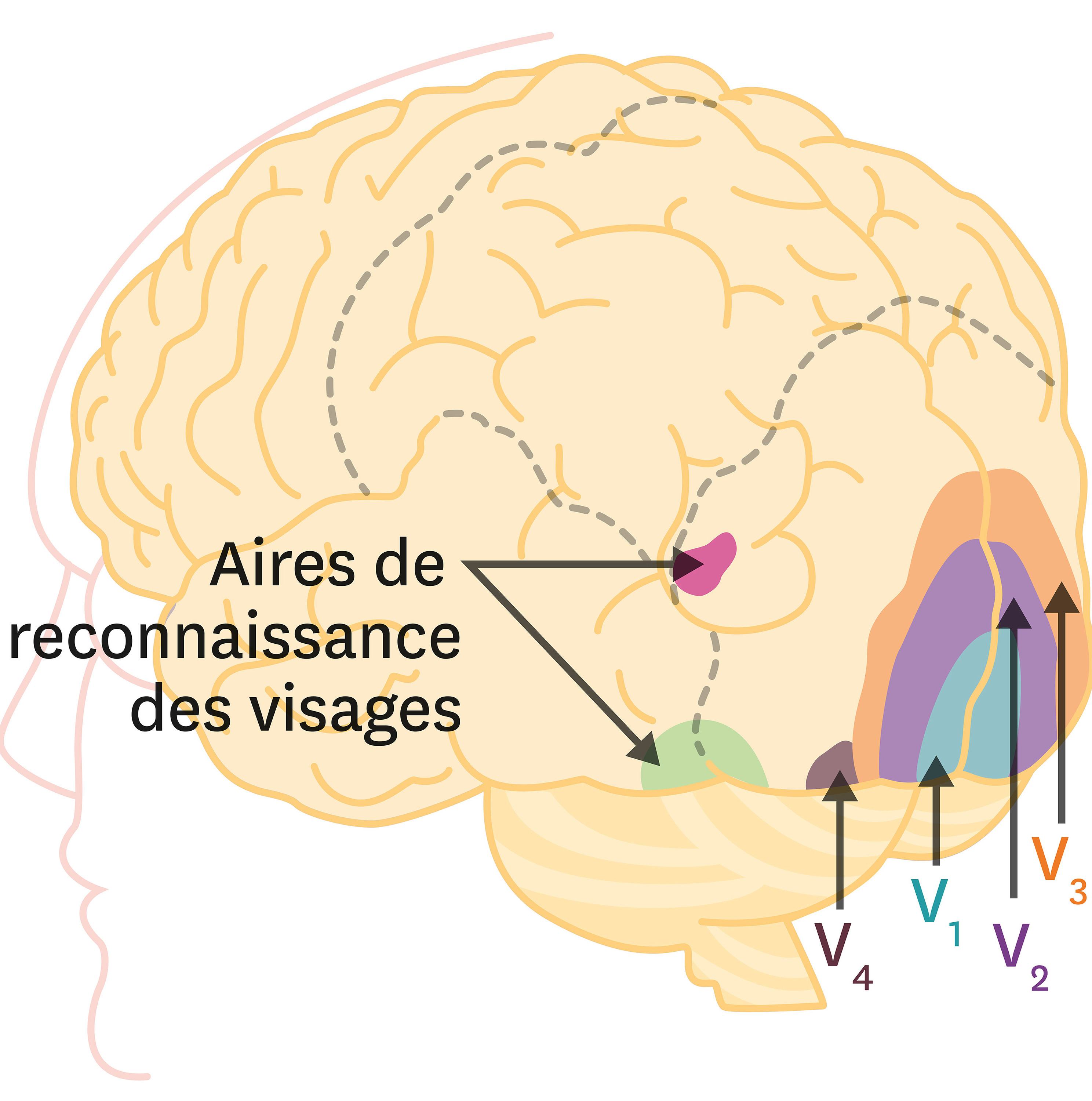 Les Zones Dactivation Du Cerveau Lors De Stimulations Visuelles