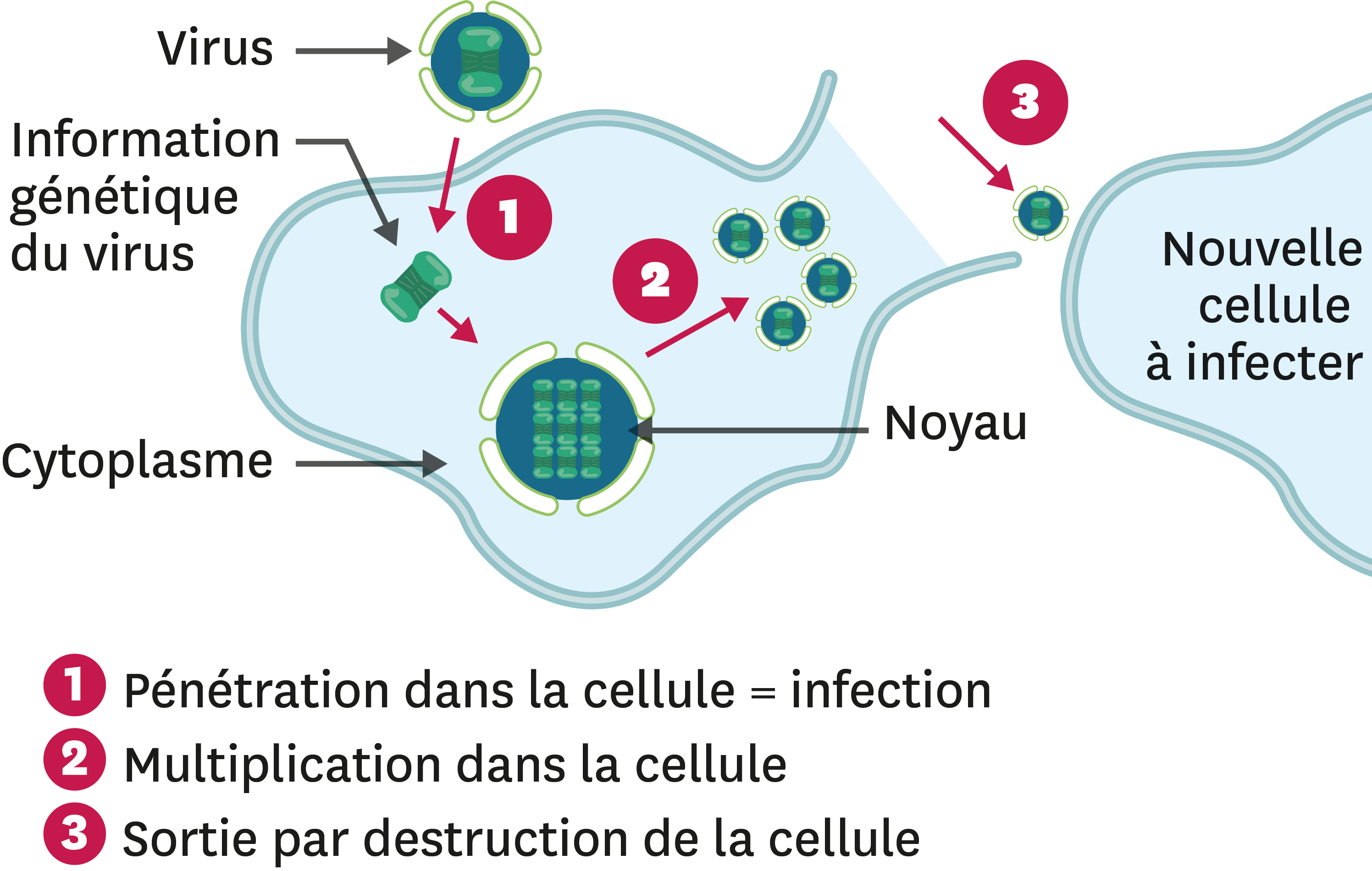 De la contamination à linfection dans le cas dun virus