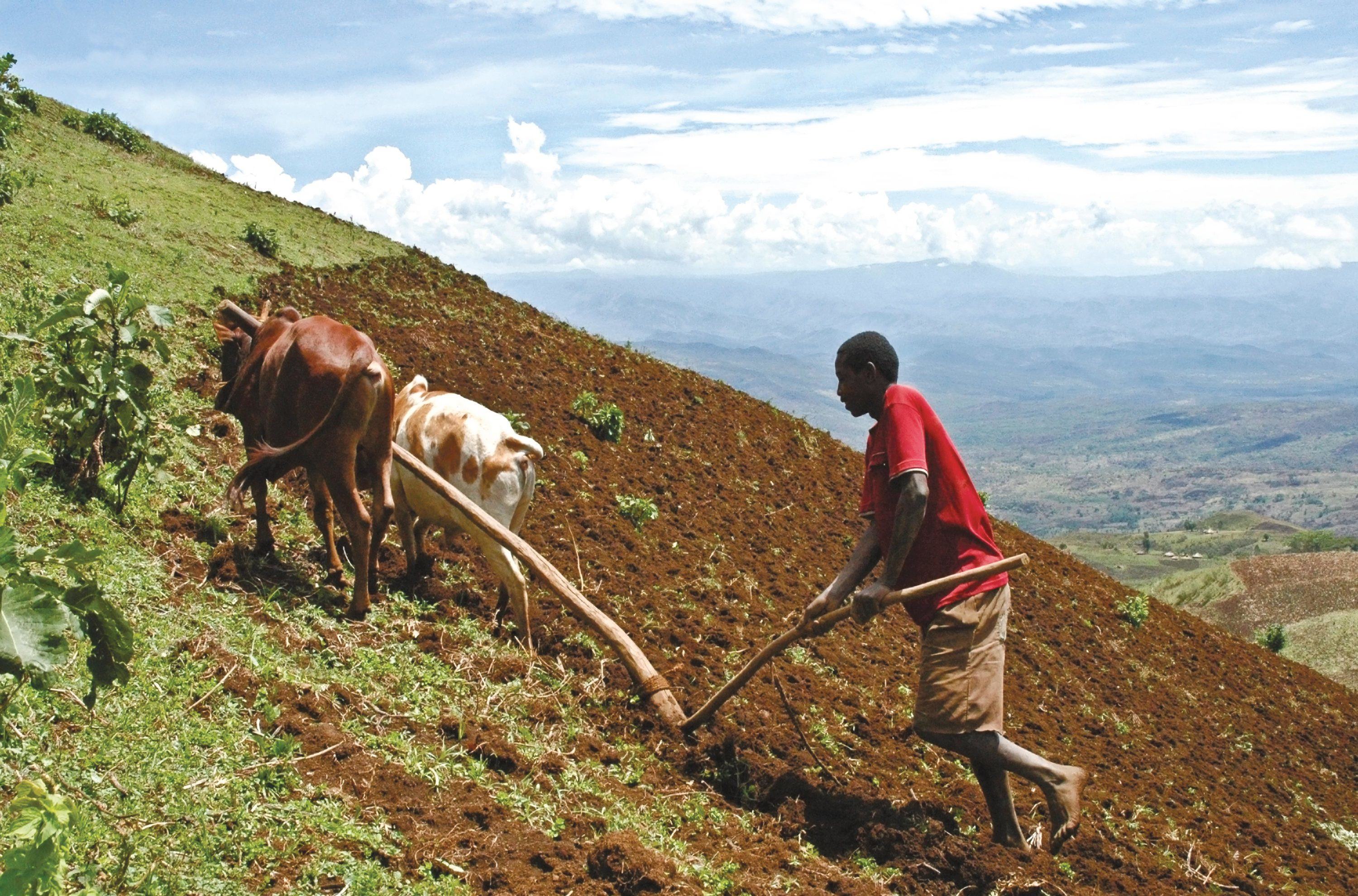 Un paysan cultive son champ dans les hautes terres éthiopiennes