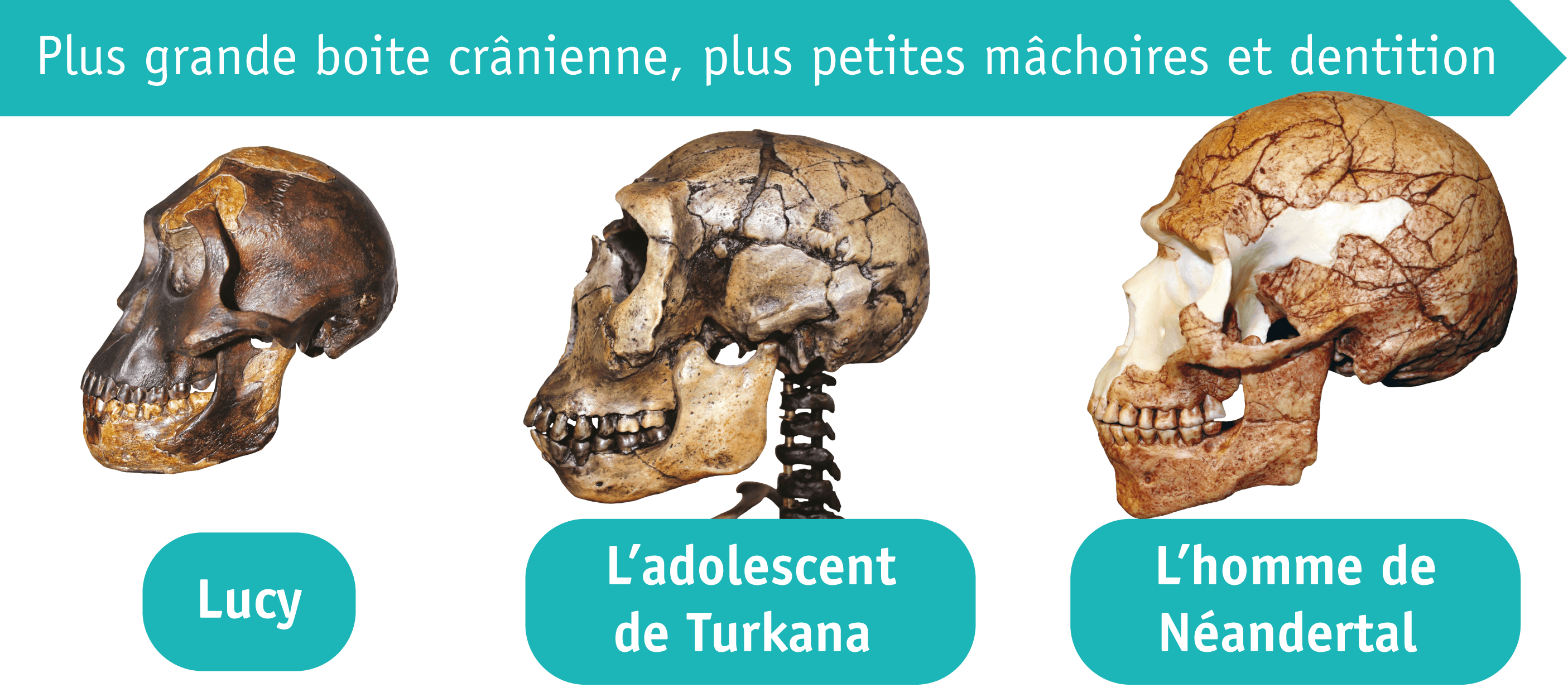 Ou Sont Apparus Les Premiers Hommes Les crânes de différents hommes préhistoriques