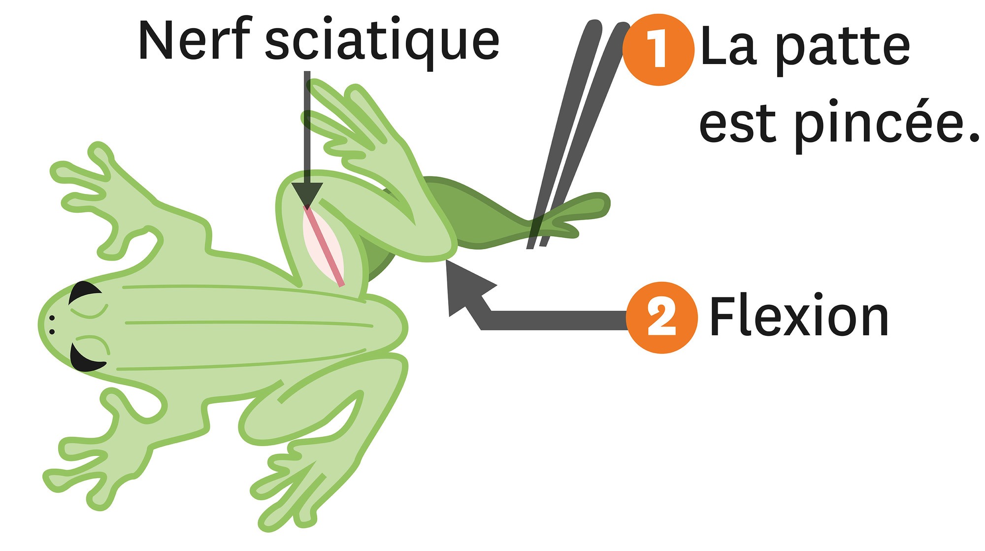 Une dissection du système nerveux de la grenouille.