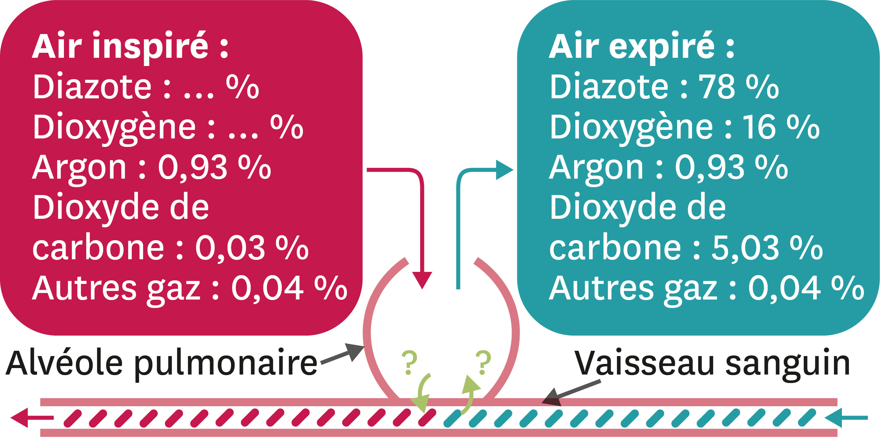 La respiration