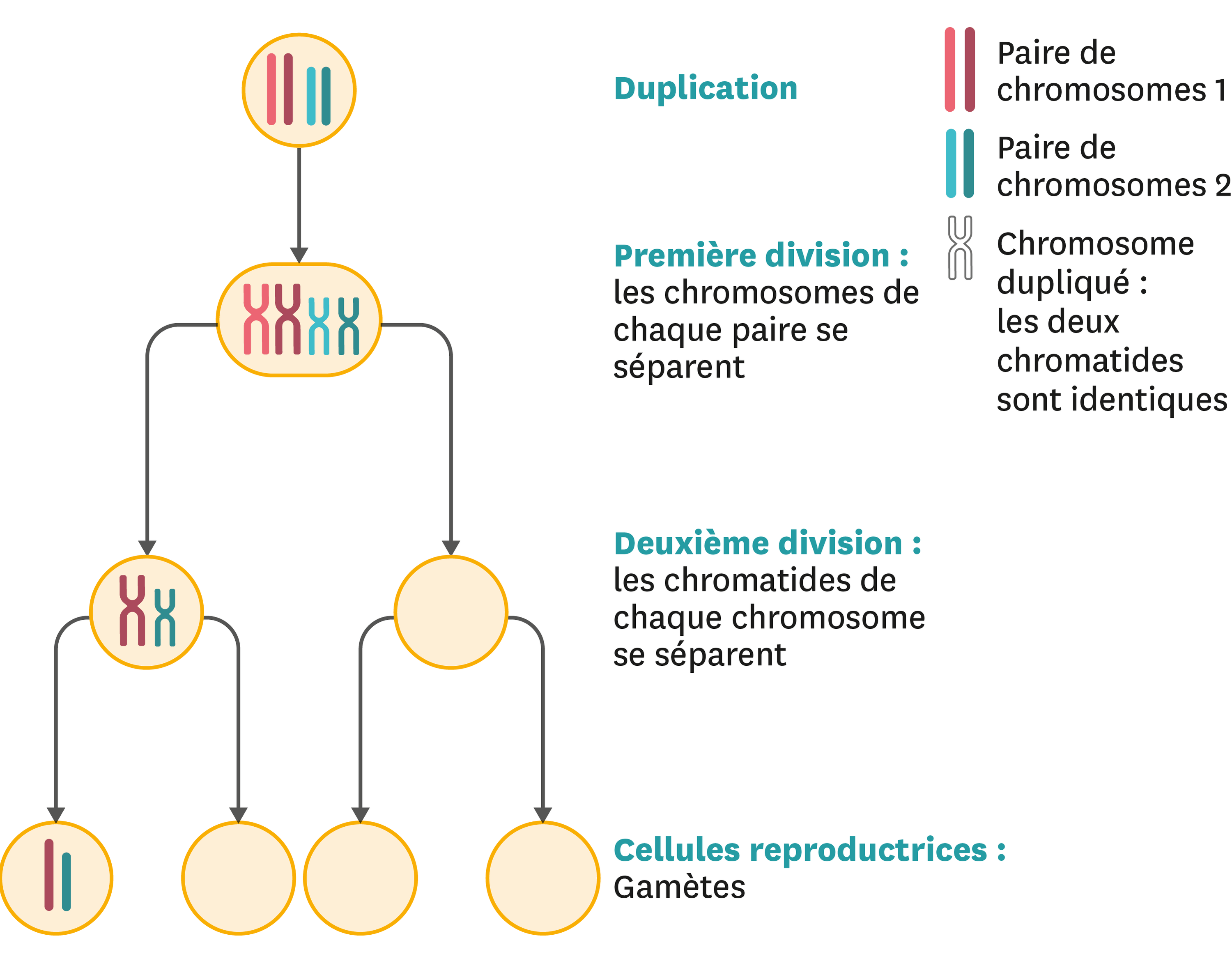 La formation des gamètes.