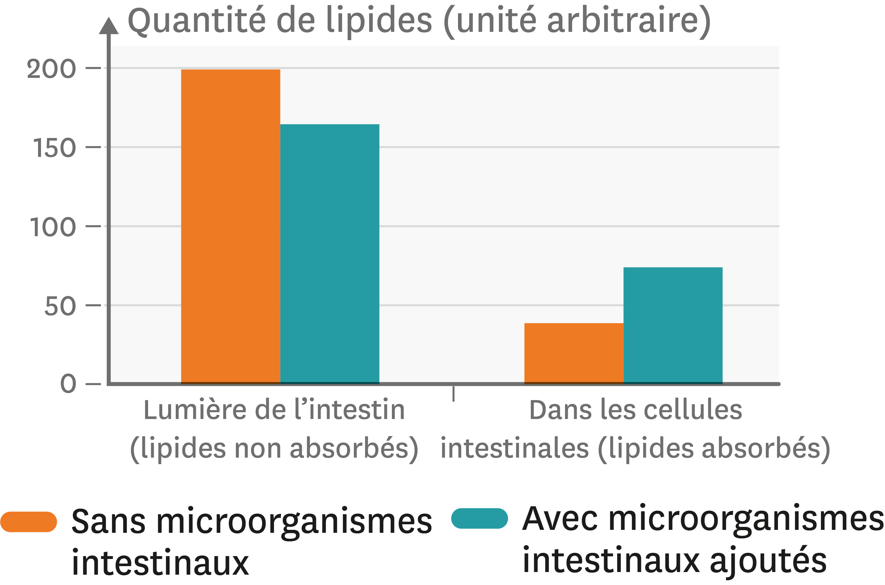L’effet de la présence de microorganismes intestinaux sur l’absorption ...