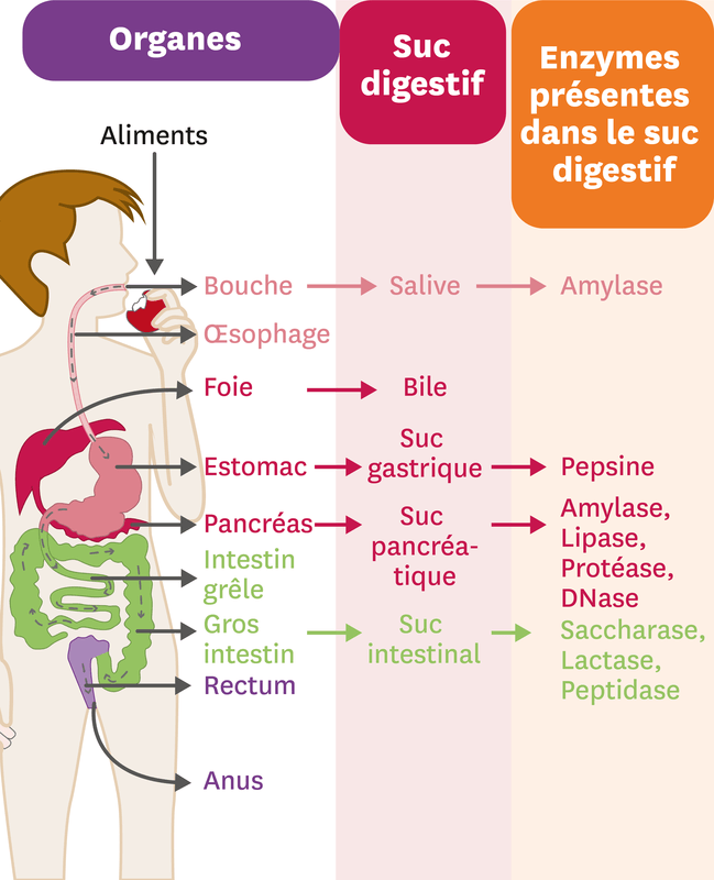 Pistes D Exploitation Comment Les Aliments Sont Ils Transform S En Nutriments