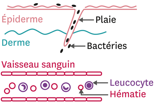 Un schéma d'interprétation à compléter.