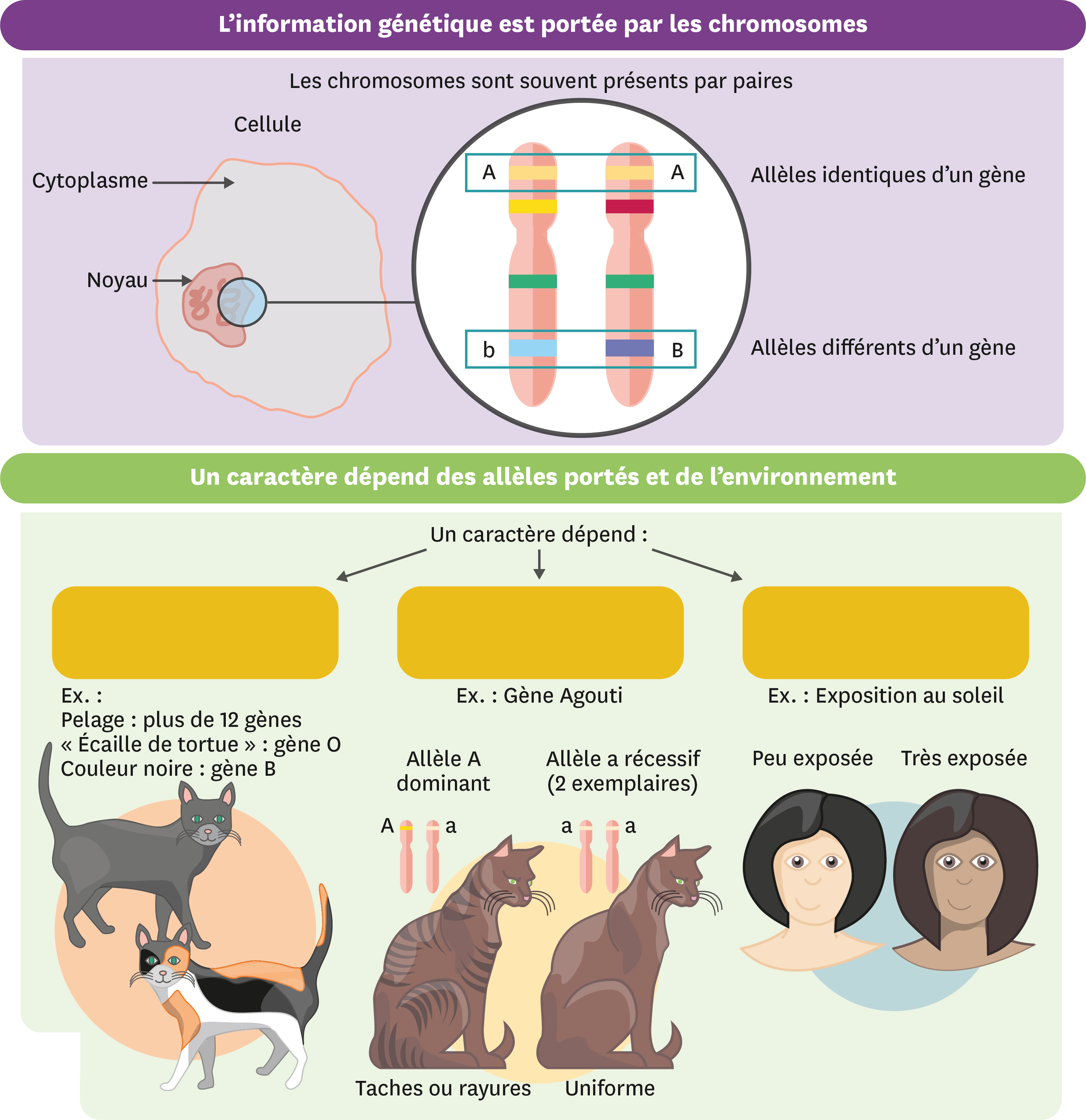 Controle Svt 5eme La Nutrition Chez Les Animaux