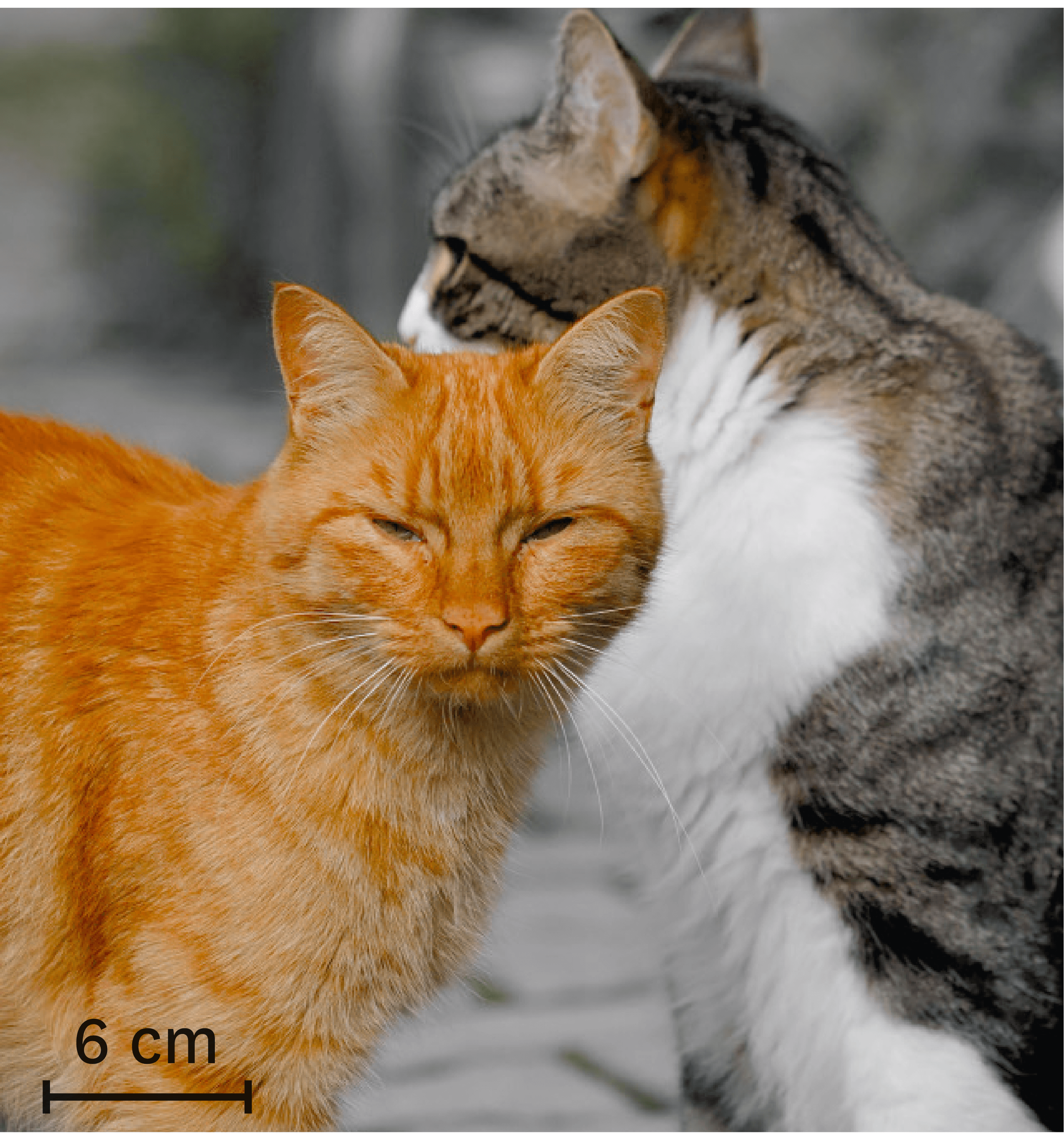 Des chats de différentes couleurs.