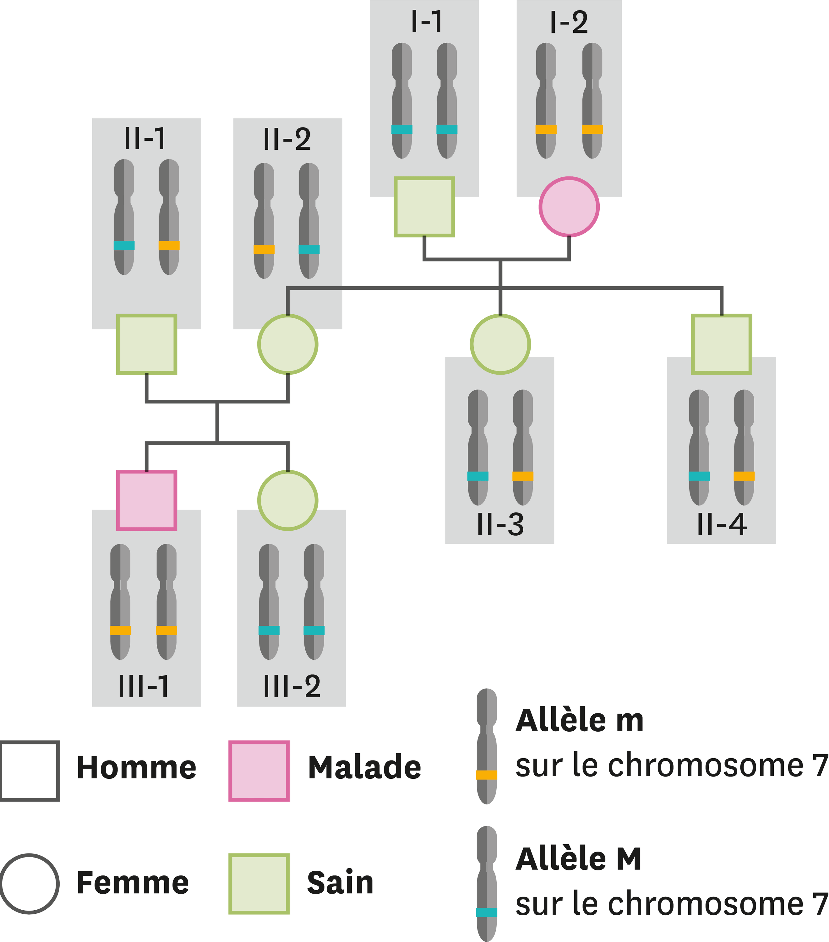 Les Allèles Présents Et Les Caractères Correspondants Dans Une Famille ...