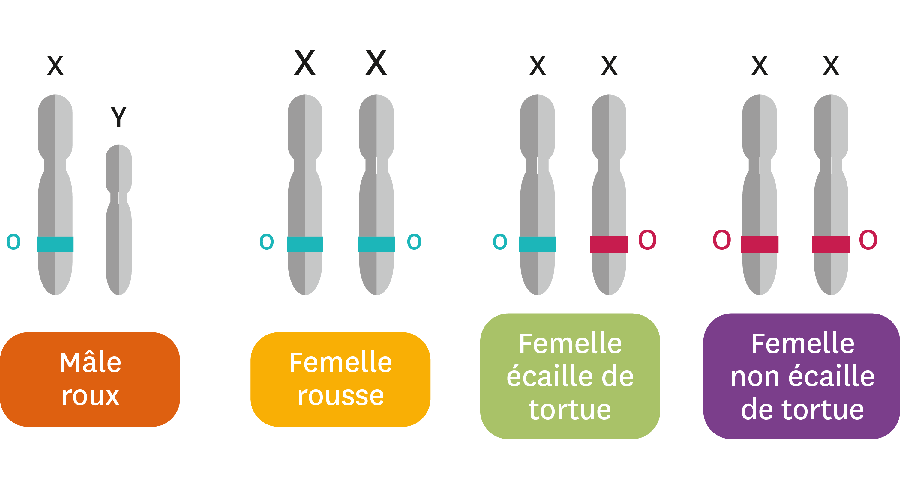 Que se passe-t-il quand plusieurs gènes et allèles participent à un ...