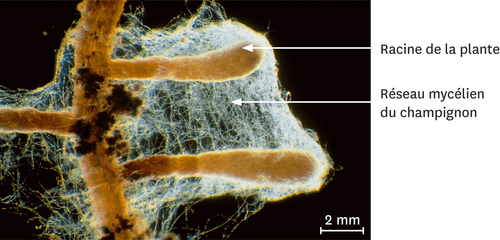 Observation d une mycorhize  