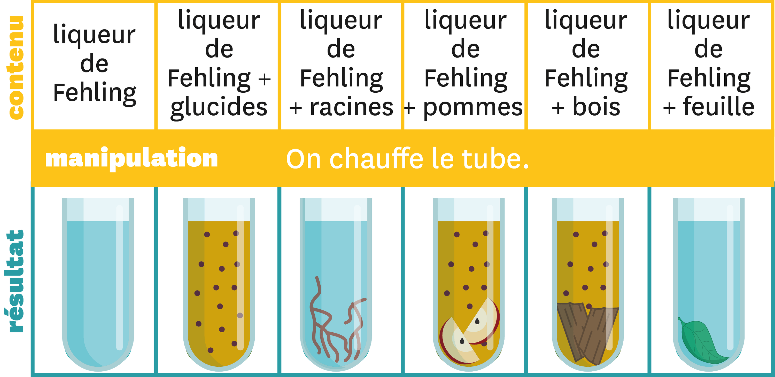 Les résultats du test expérimental à la liqueur de Fehling.