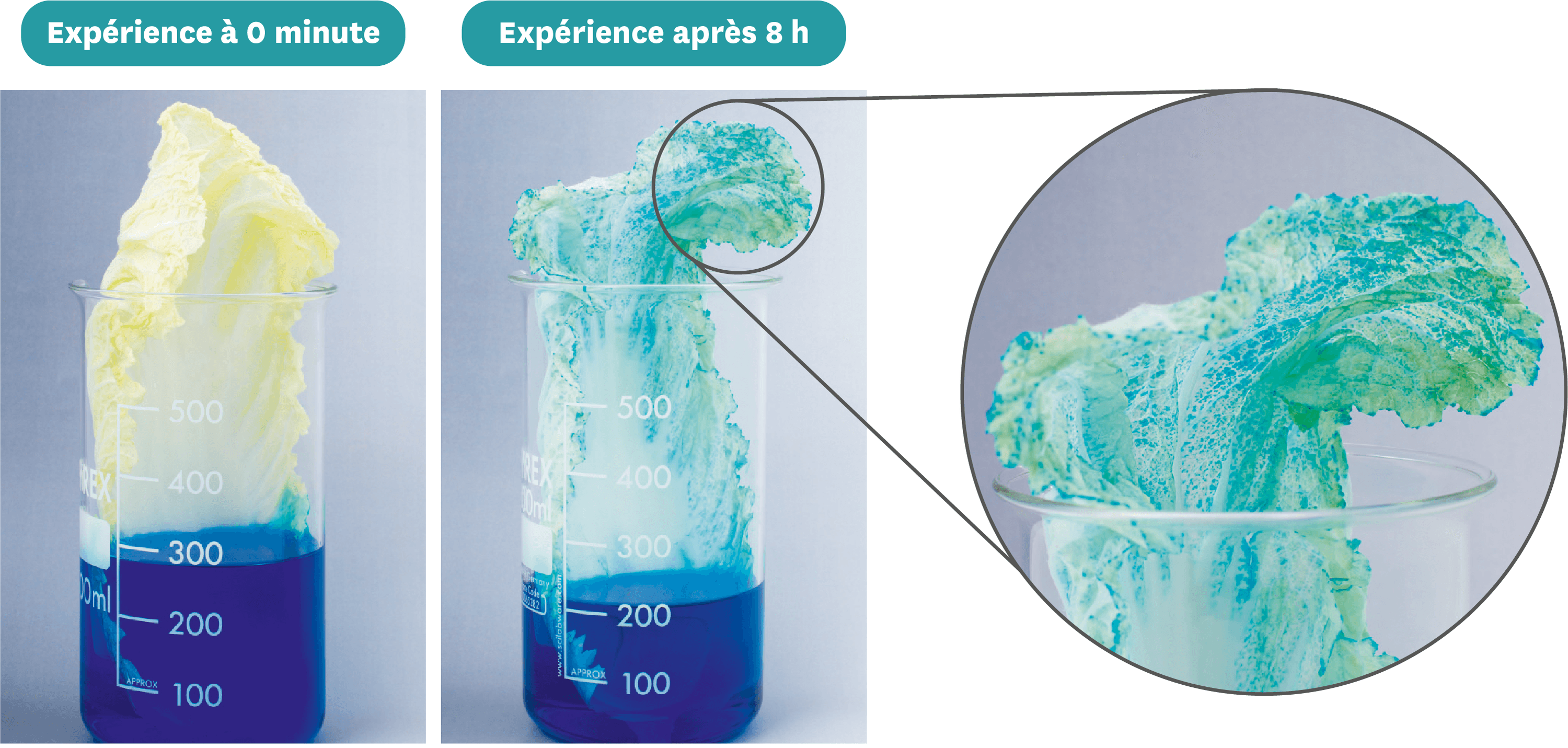 Eau Dans Le Genou Feuille De Chou Suivi de la circulation d'une eau colorée dans une feuille de chou.