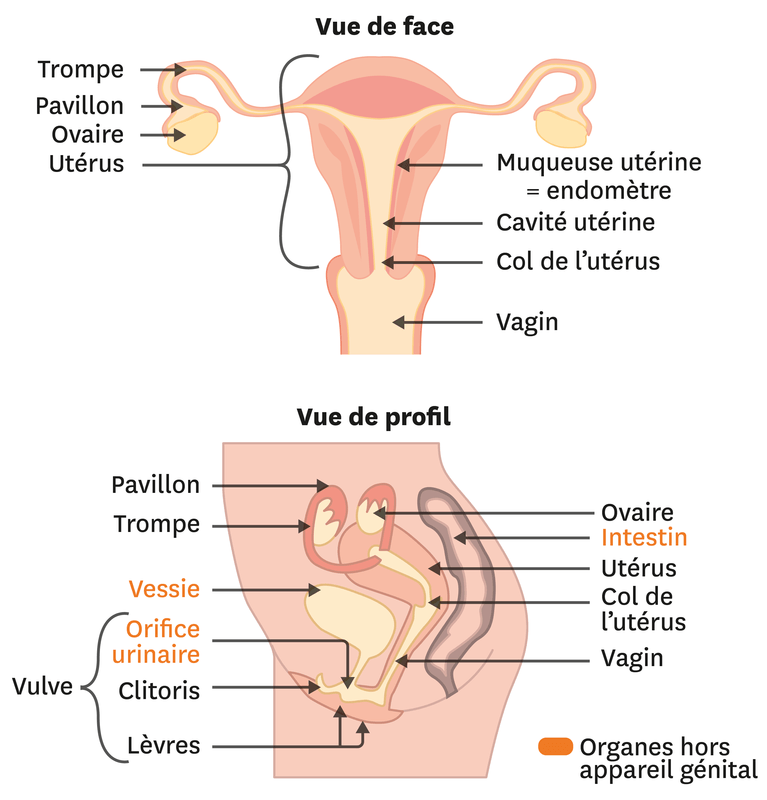 L Organisation De L Appareil Genital Feminin