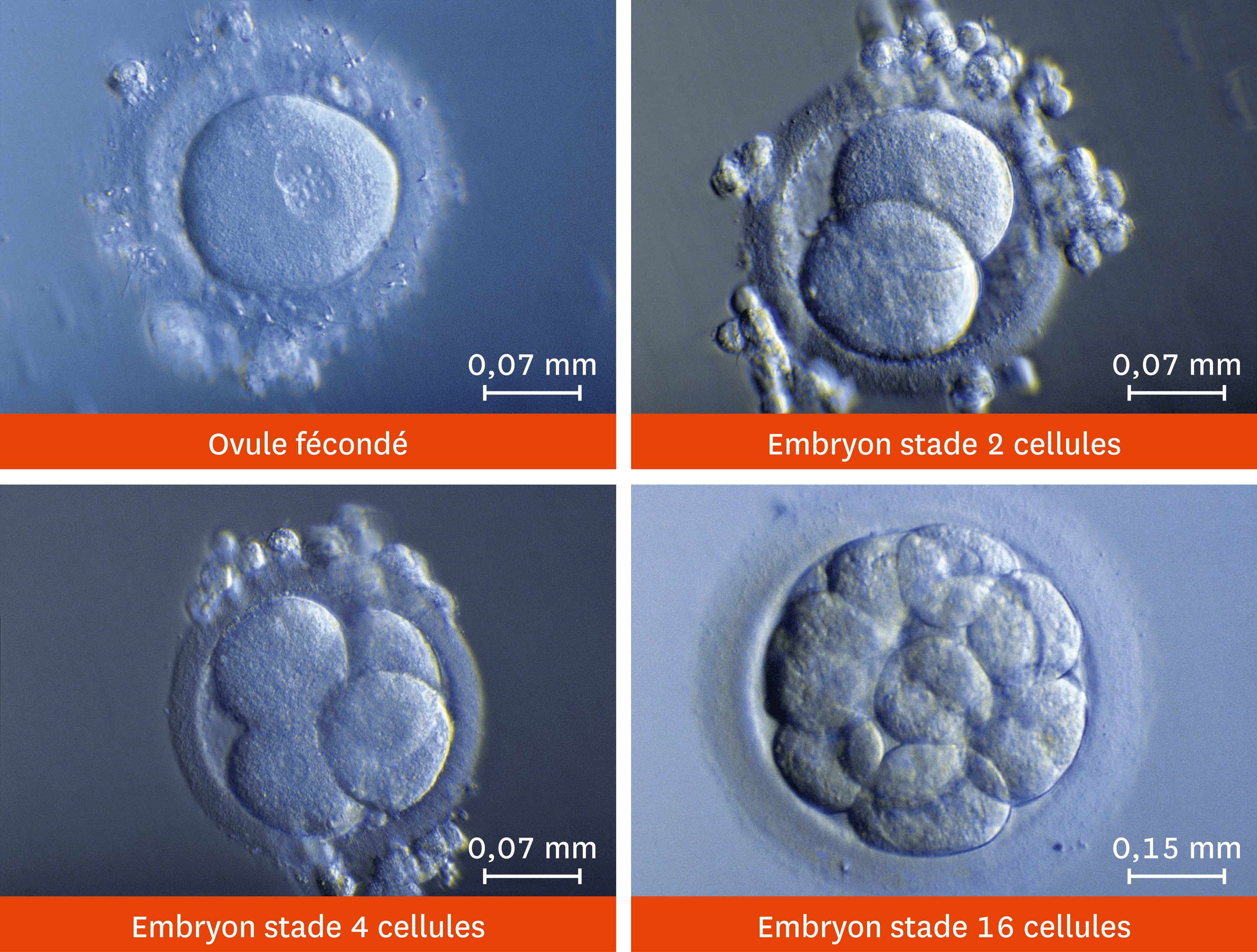 Les Premiers Stades Du Développement Dun Embryon Vus Au Microscope