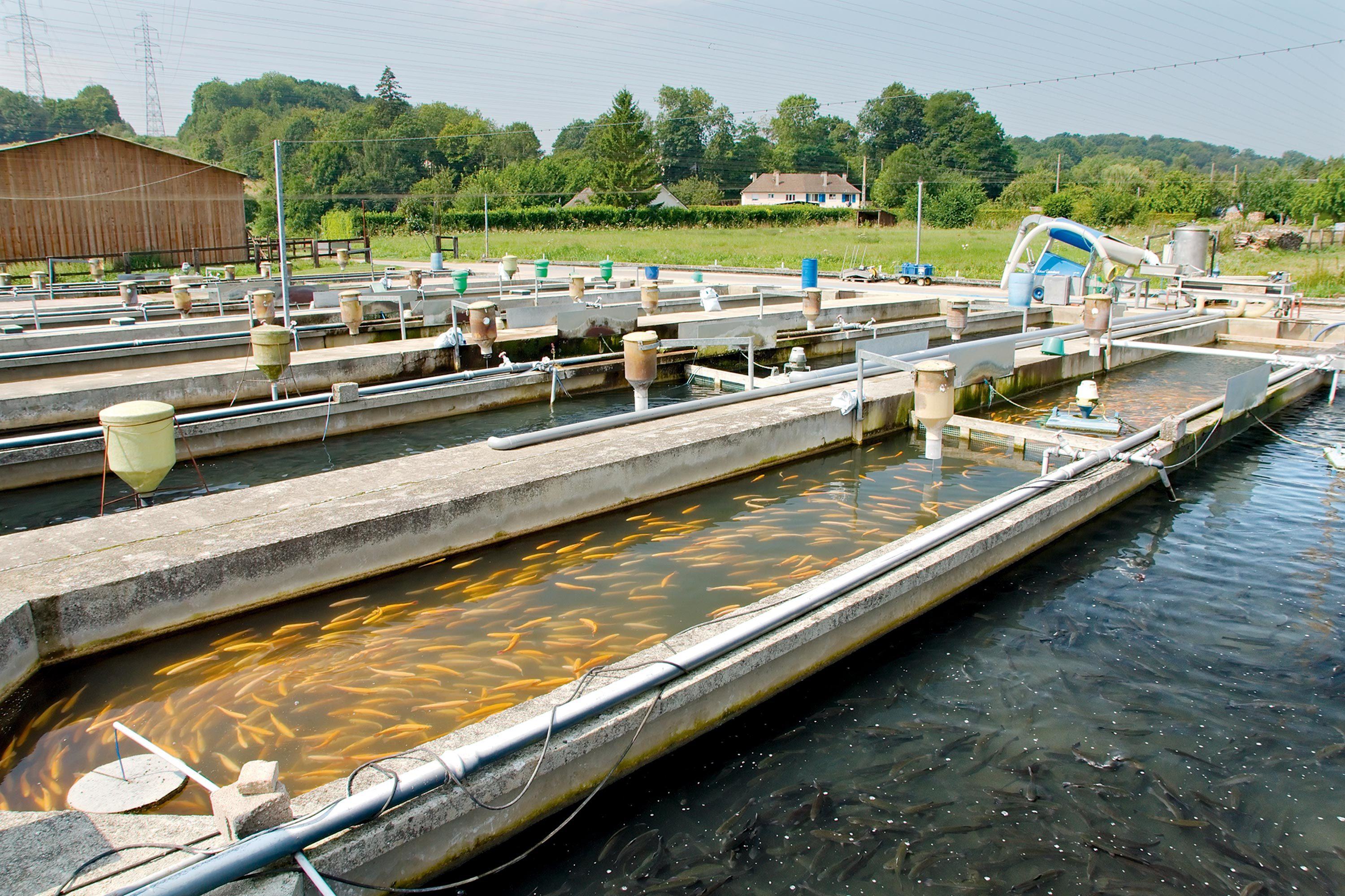 les-bassins-de-pisciculture-de-la-calonne