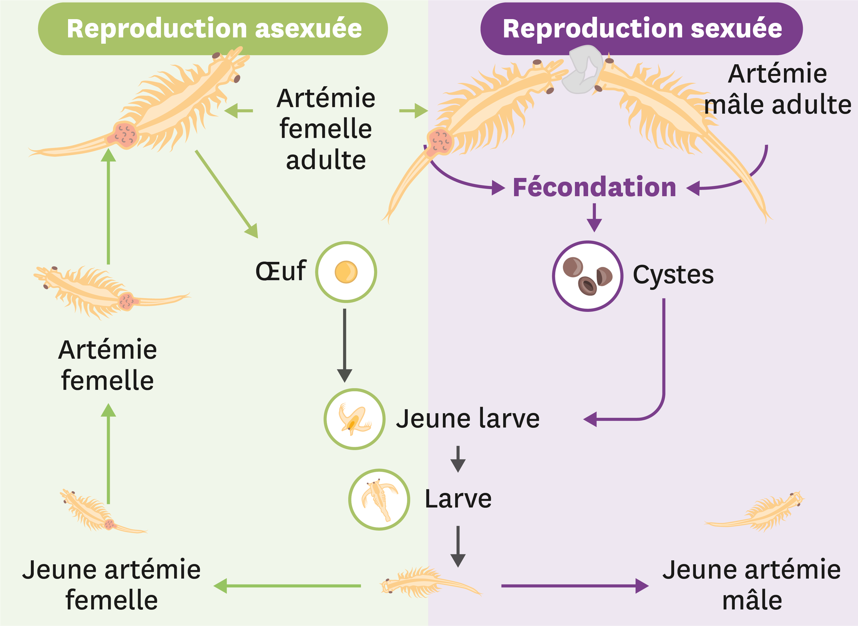 Le cycle de développement de l’artémie.