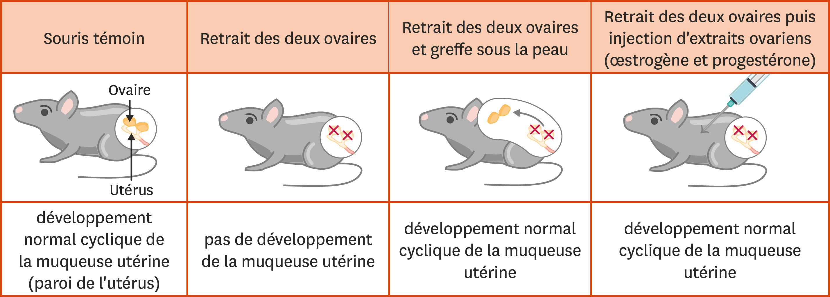 Des Expériences Sur Le Contrôle Du Fonctionnement De L’appareil Génital ...