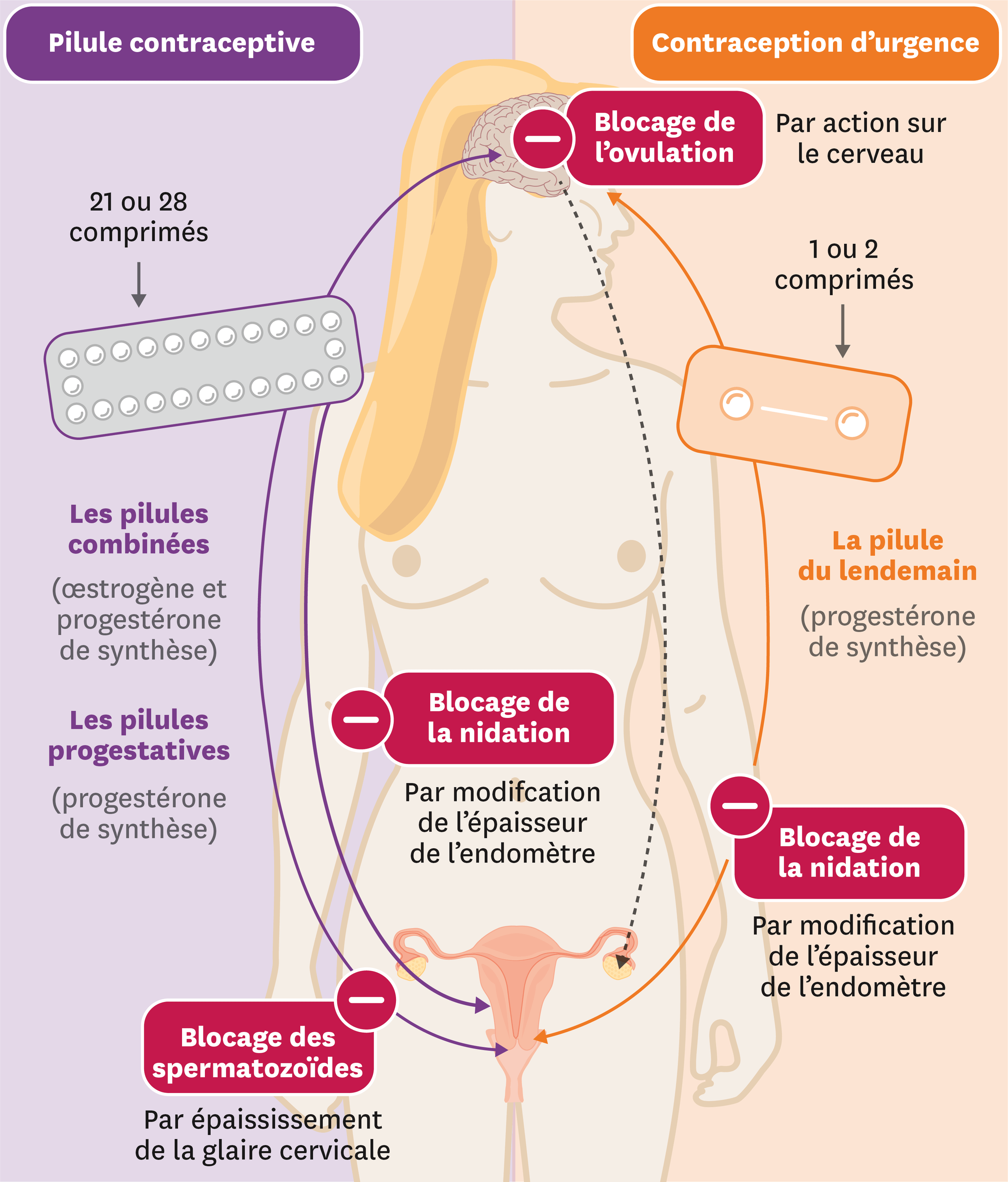Le mode d'action des différentes pilules. Le mode d'action des différentes pilules.