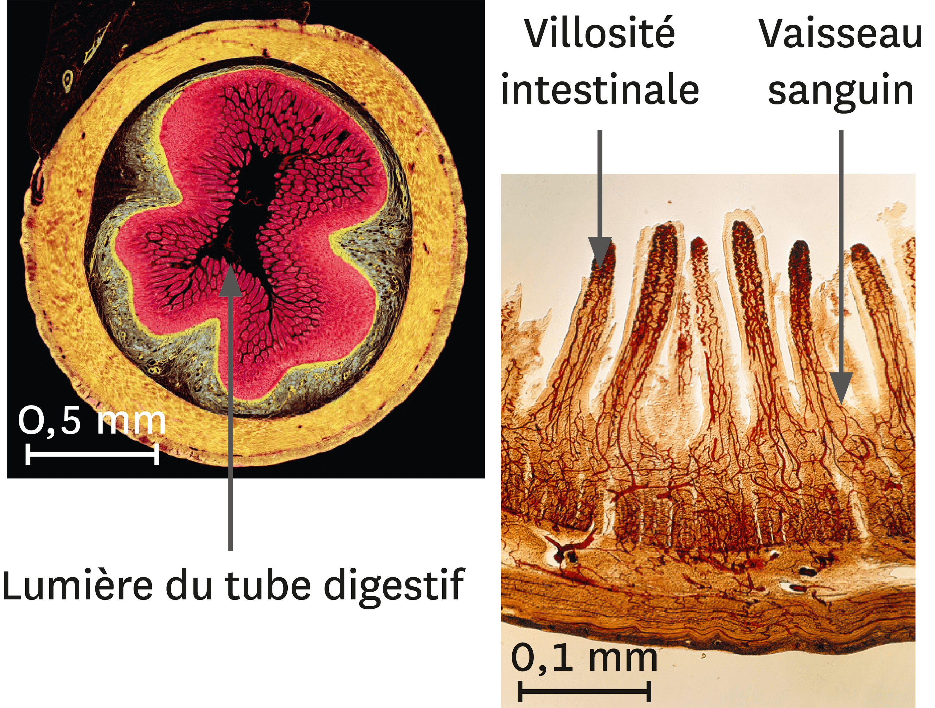 Une coupe transversale d’intestin grêle (à gauche) et son détail (à