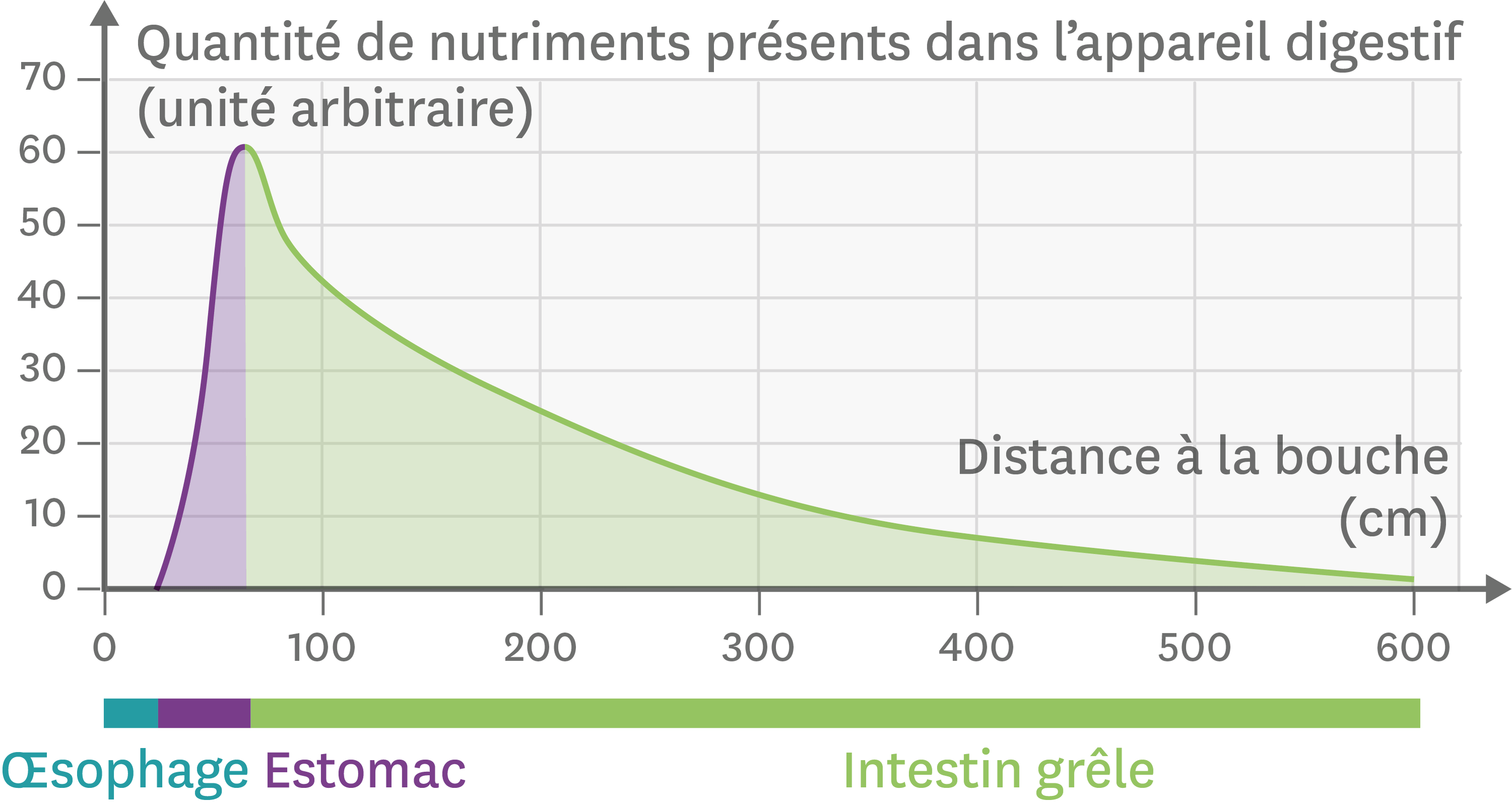 La présence des nutriments le long de l’appareil digestif.