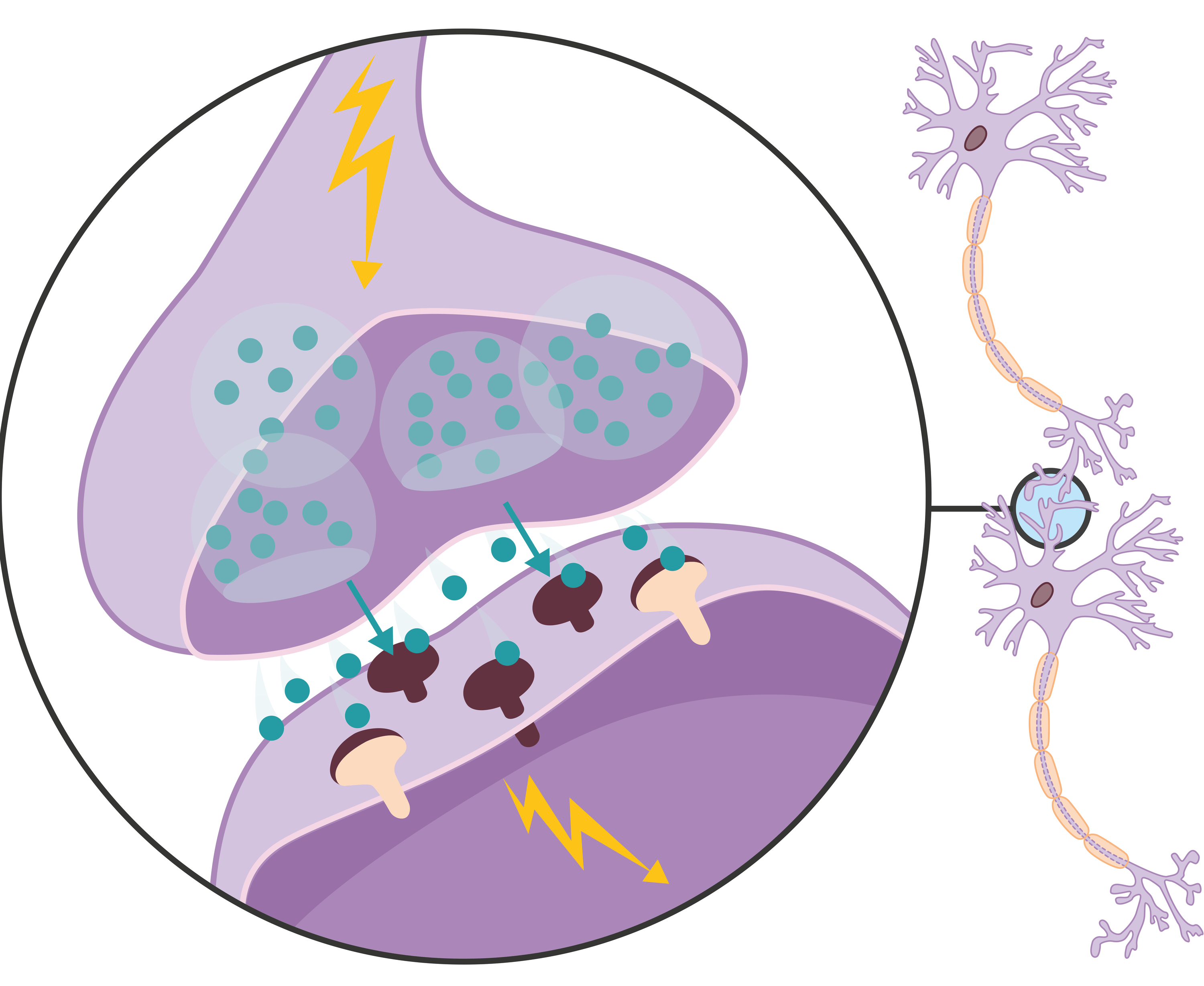 Nerveux svt synapse neurones fonctionnement neurotransmetteur systeme transmis sont cycle