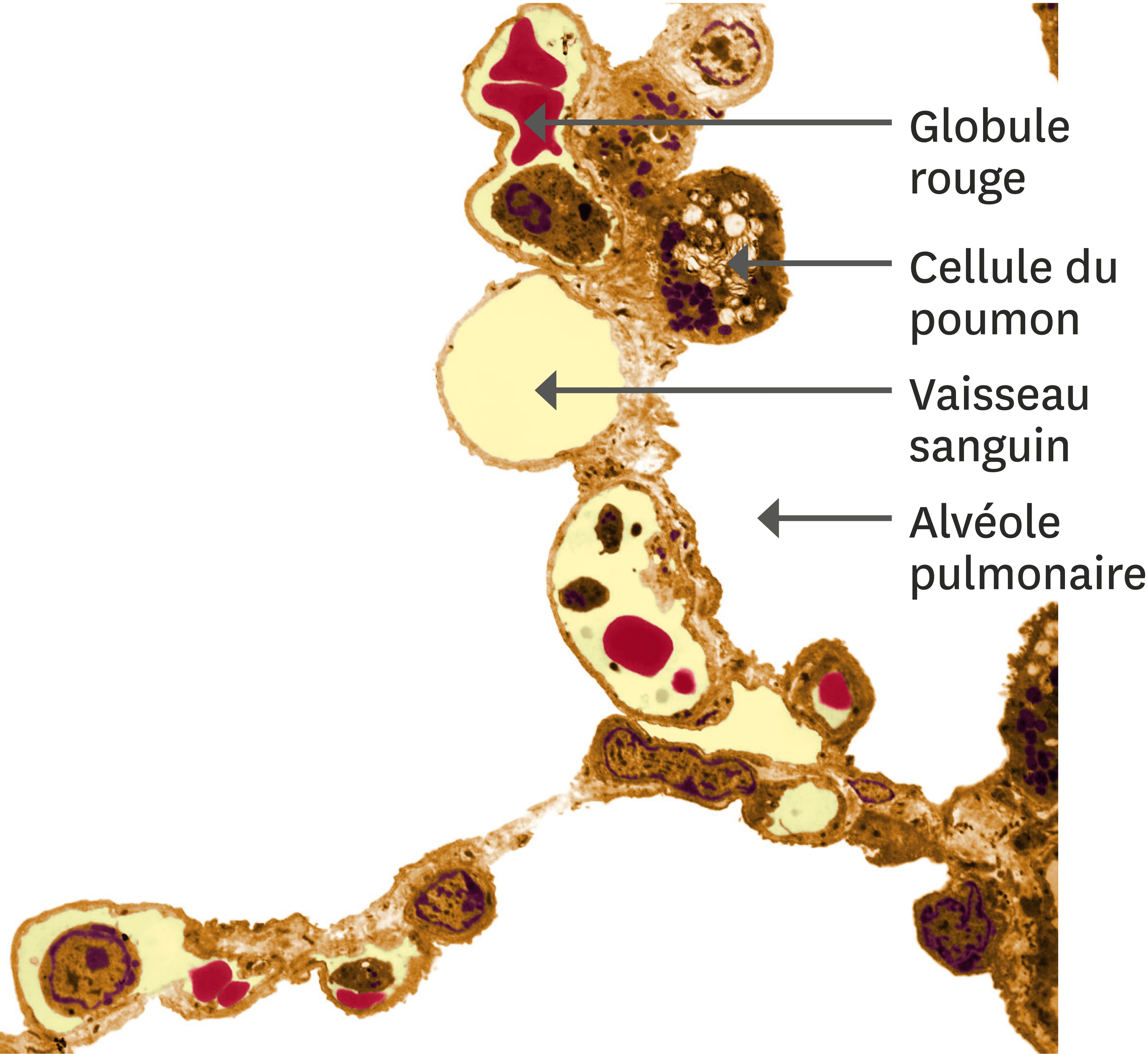 Le détail des alvéoles à l’intérieur des poumons.