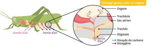 Appareil respiratoire du criquet