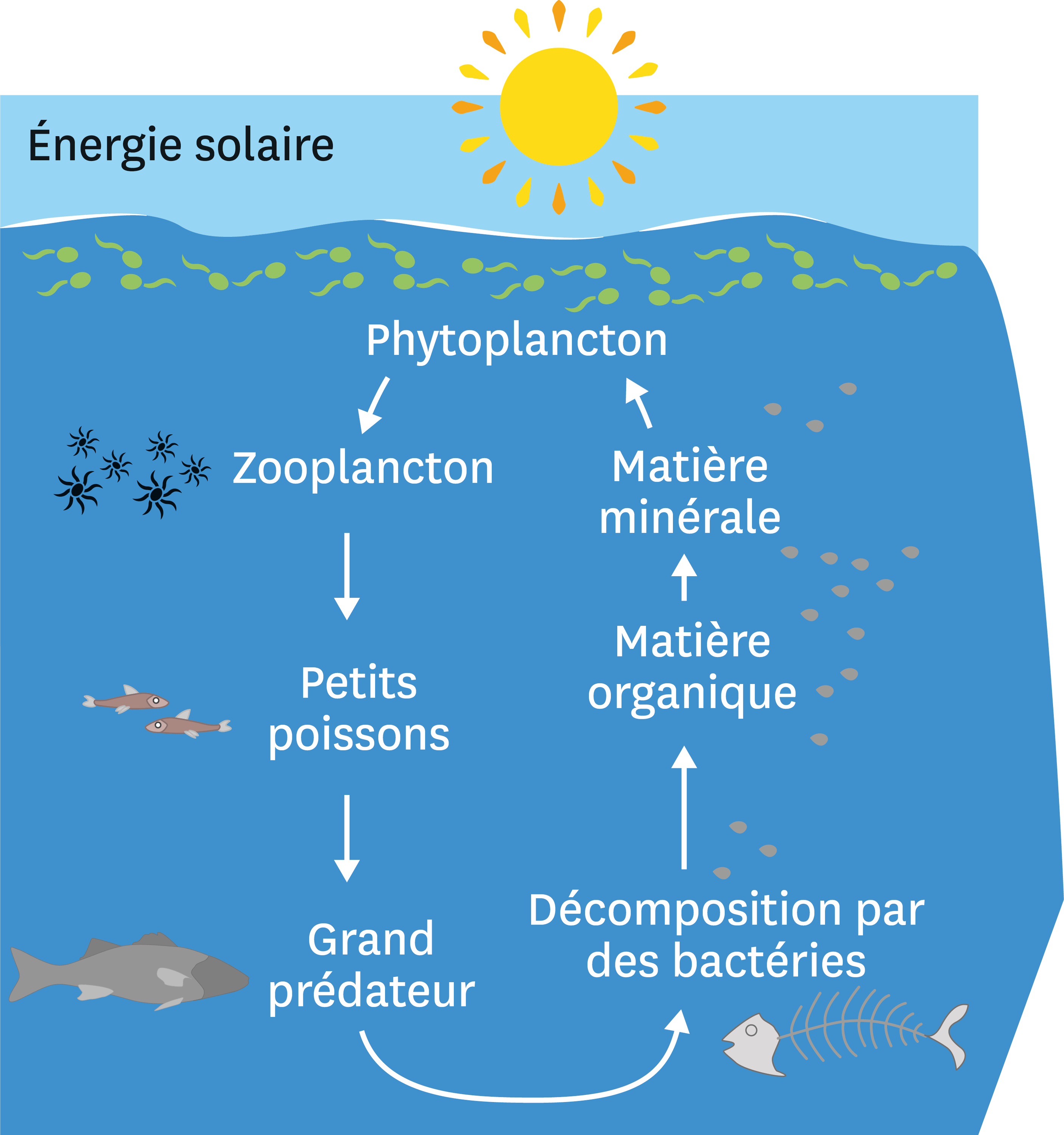 Le fonctionnement simplifié de l’écosystème océanique.