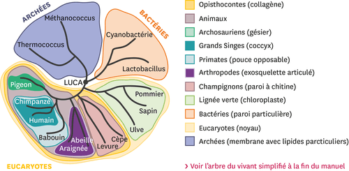 Un Arbre Du Vivant Depuis Le Dernier Ancêtre Commun Universel, LUCA.