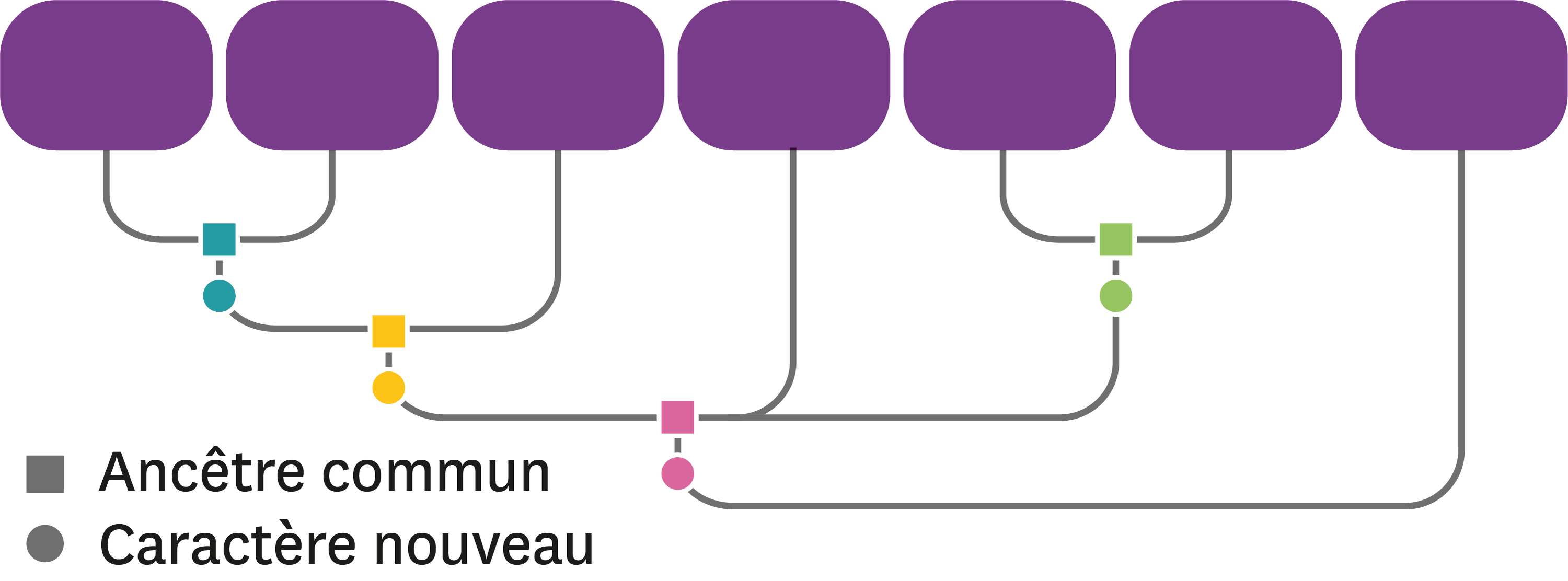 L  arbre  de parent  de quelques esp ces v g tales actuelles 