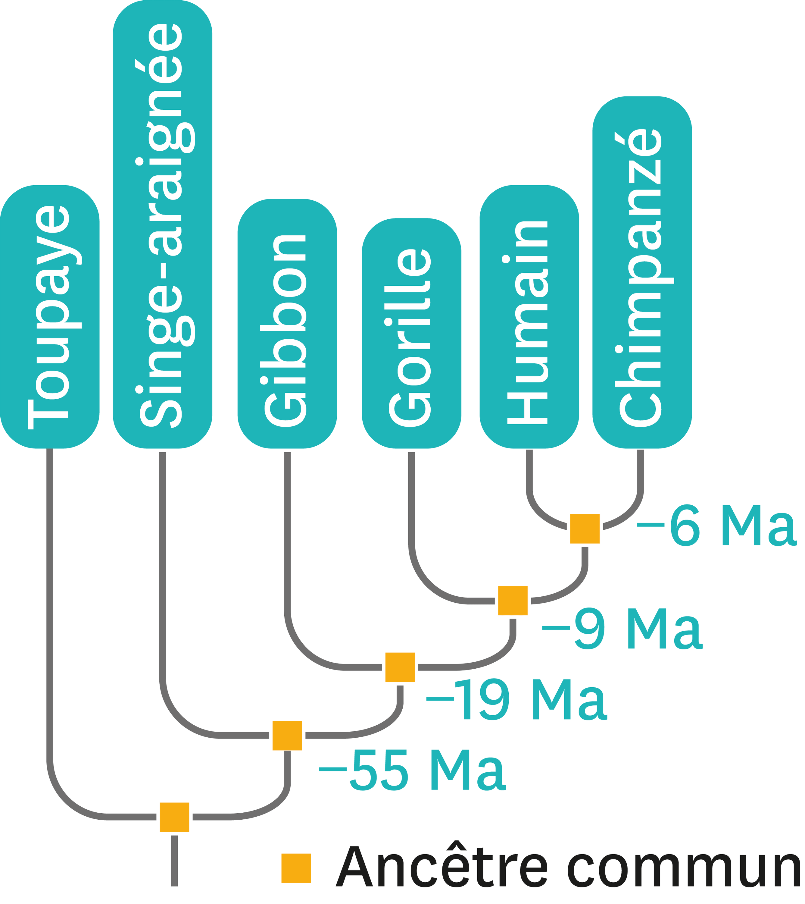 L’arbre De Parenté De Quelques Espèces De Primates.