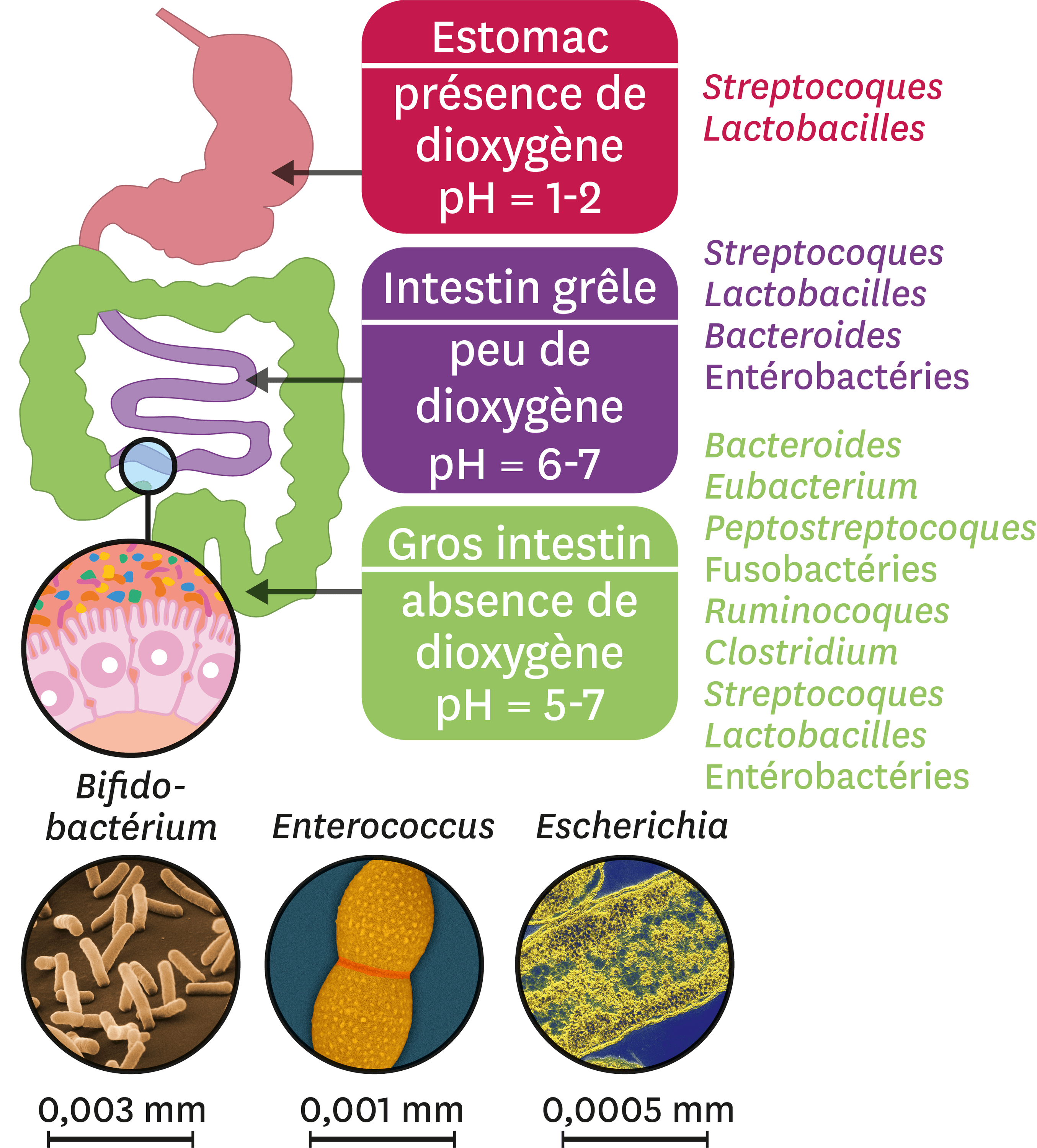 La Diversité Du Microbiote Le Long Du Tube Digestif.